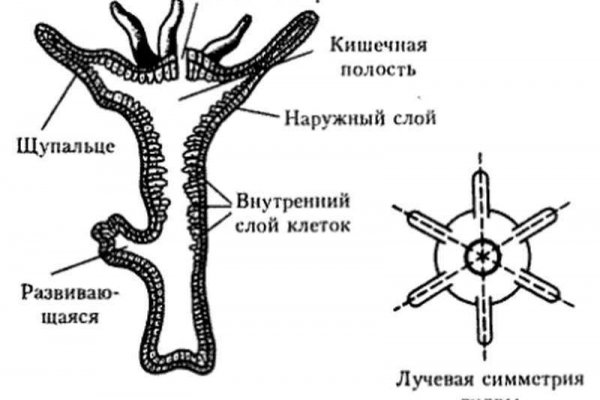 Кракен тор vtor run